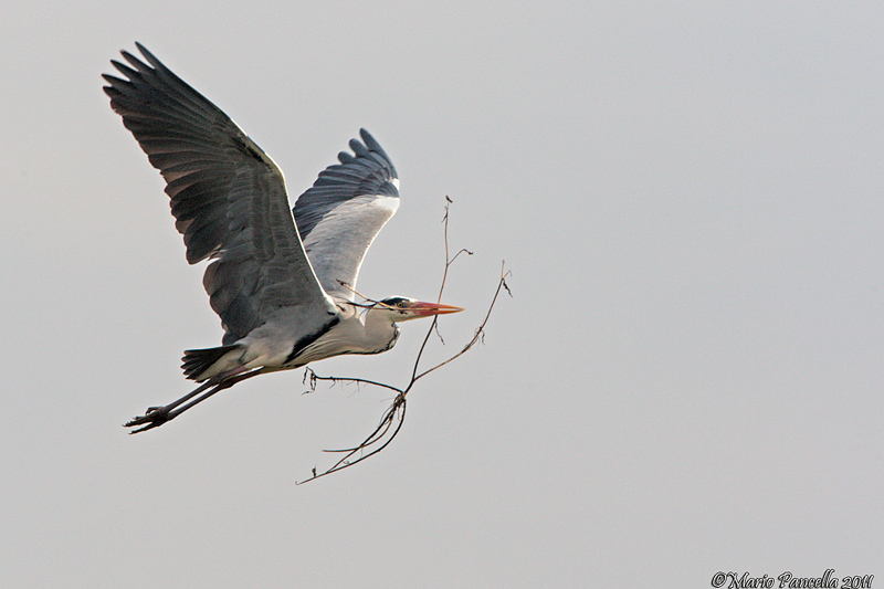 Il lavoro dell''airone
